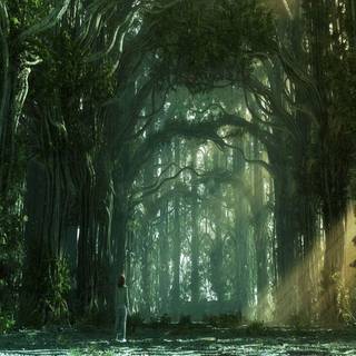 Forest desktop wallpaper