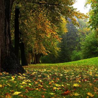 Beautiful forest wallpaper