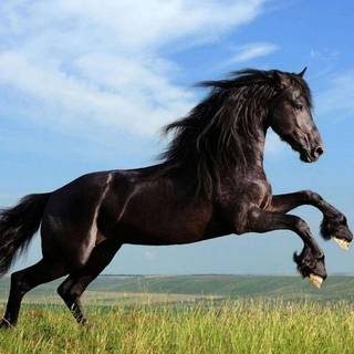 Free desktop backgrounds horses