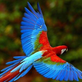 Macaw parrot wallpaper