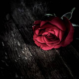 Red rose walpaper