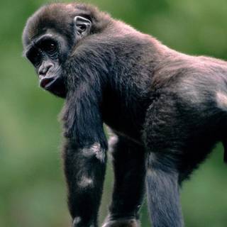 Baby animal wallpaper