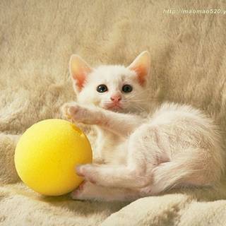Cute kitten pictures wallpaper