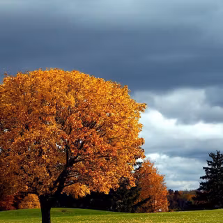 Autumn HD wallpaper
