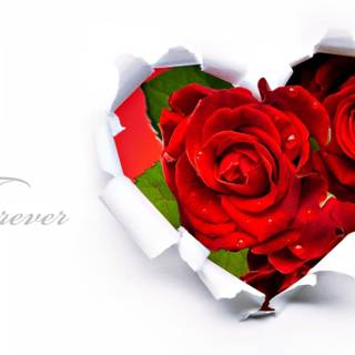 Red rose love wallpaper