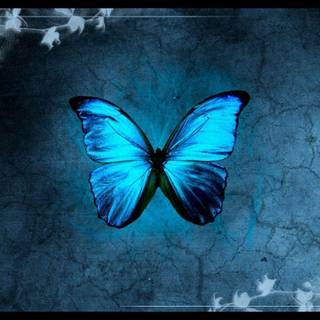 Blue butterfly backgrounds