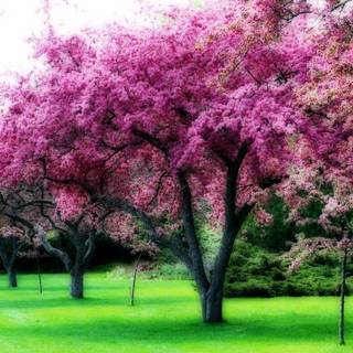 Pink trees wallpaper