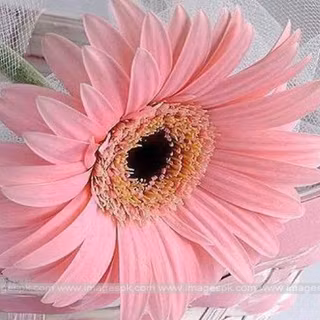 Pink daisy wallpaper