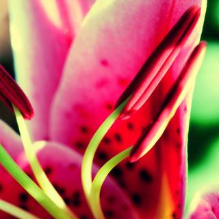 Nature and flower pictures