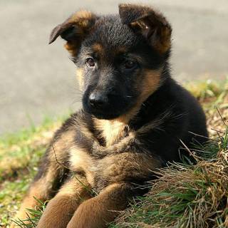 German Shepherd wallpaper