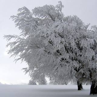 Pretty winter backgrounds