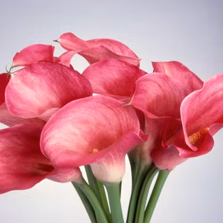 Calla lily wallpaper