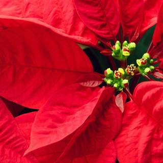 Poinsettia wallpaper