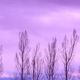 Purple background HD