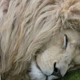 White lion wallpaper