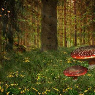 Forest background images