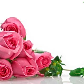 Roses desktop wallpaper