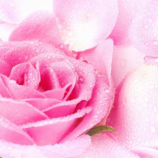 Pink rose backgrounds
