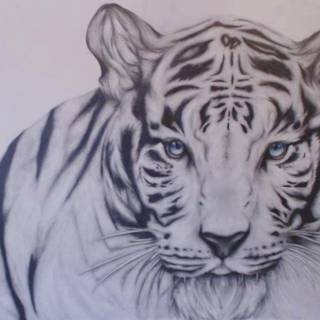 White siberian tiger pictures