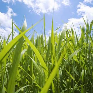 Apple grass wallpaper