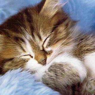 Cute kitten pictures wallpaper