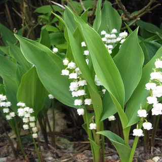 Lily of the valley wallpaper