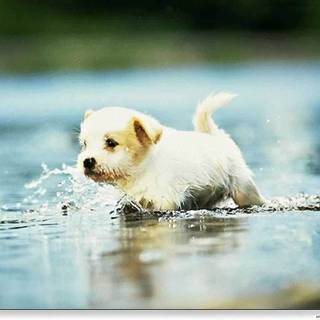 Puppy wallpaper