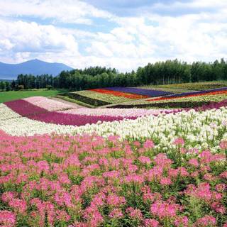 Flower garden wallpaper