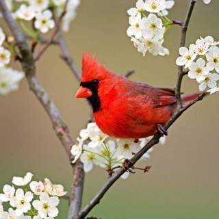 Birds desktop wallpaper