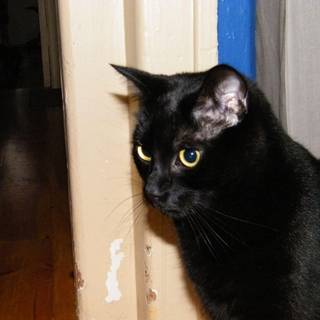 Picture of black cat