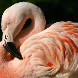 Birds desktop wallpaper