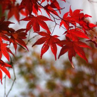 Fall scenery wallpaper