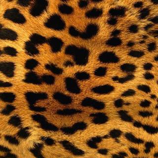 Purple fur wallpaper