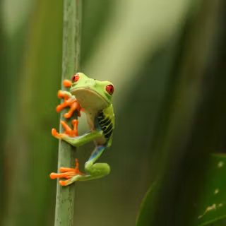 Cute frog pics