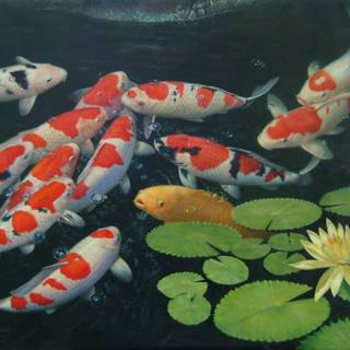 Koi images