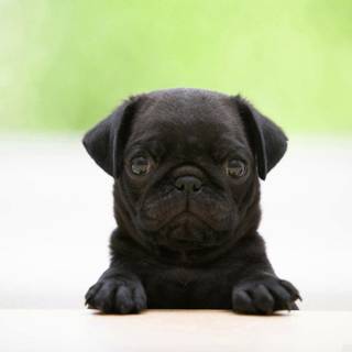 Pug wallpaper