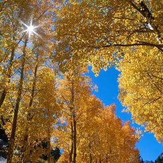 Free desktop wallpaper trees