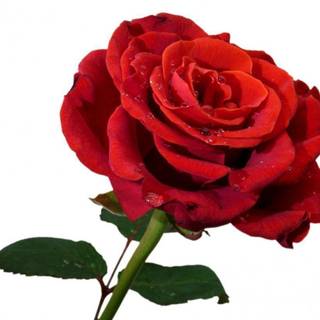 Rose with white background