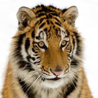 Tiger background pictures