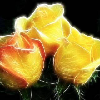 Free yellow rose wallpaper