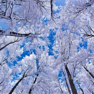 Winter screensavers and wallpaper