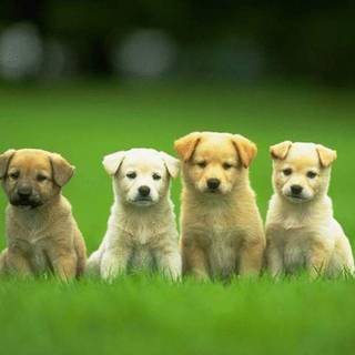 Download images of cute puppies
