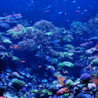 Coral reef wallpaper