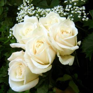 White roses wallpaper