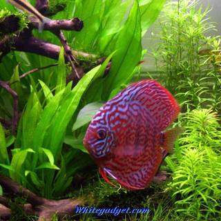 TROPICAL WALLPAPERS 2015