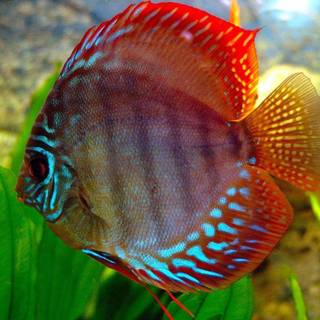 Discus fish wallpaper