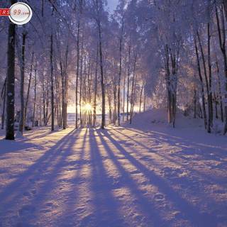 Winter scene background