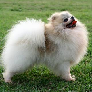 Pomeranian wallpaper