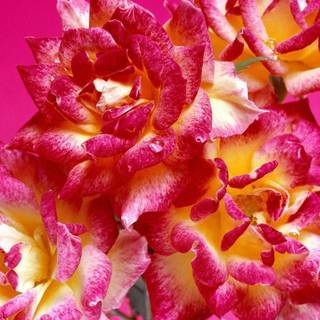 Hot pink desktop backgrounds