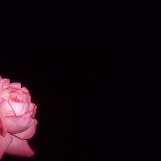 Pink rose background